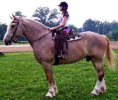 Maybe you would like to learn more about one of these? Red Roan Belgium For Sale
