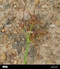 Image result for Cyperus denudatus
