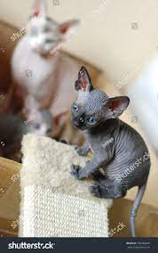 Canadian Sphynx Cat Newborn Kittens Stock Photo 756369268 Shutterstock