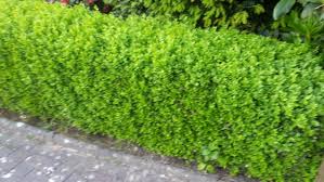 Die schnitte trocknen sonst zu sehr aus und teile der hecke verdorren. Die Hecke Des Nachbarn Wann Darf Wann Muss Geschnitten Werden Gabot De