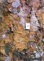 Image result for Gilbertiodendron dewevrei