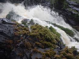 Image result for Inversodicraea