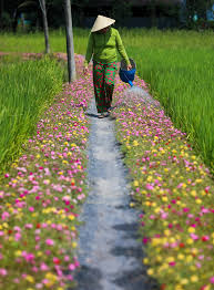 Check spelling or type a new query. Breathtaking Sight Of Moss Rose Flower Road In The Outskirts Of Saigon Vietnam Times