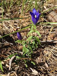 Image result for Chironia laxiflora