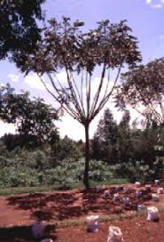 Image result for Polyscias fulva