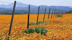 Image result for Osteospermum monocephalum