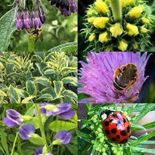 Maybe you would like to learn more about one of these? Companion Plants For Fruit Trees One Green World