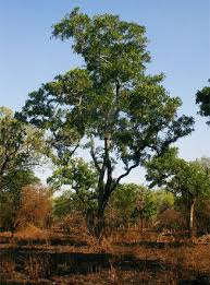 Image result for Philenoptera nelsii