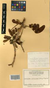 Image result for Commiphora pedunculata