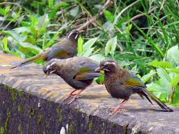 台灣噪眉 ebird species animals birds