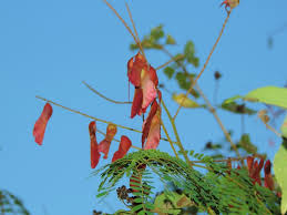 Image result for Pterolobium stellatum