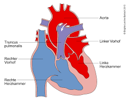 Persitierender ductus arteriosus (pda) vorhofseptumdefekt (asd ii) ventrikelseptumdefekt (vsd) aortenstenose. Persistierender Ductus Arteriosus Deximed