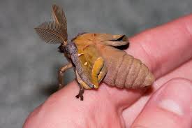 Newly Hatched Polyphemus Moth By Postal Crazylegs Jpg 1024 683 Moth Caterpillar Luna Moth Moth