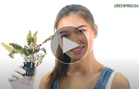 Amazon.com: 3 Carpet Plants Package Dwarf Baby Tears Dwarf Hairgrass and  Glosso Potted Live Aquatic for Aquarium Freshwater Fish Tank by Greenpro :  Pet Supplies