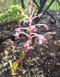 Image result for Laportea ovalifolia