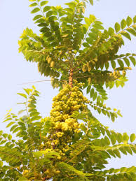 Image result for Phyllanthus boehmii