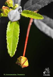 Image result for Sida rhombifolia