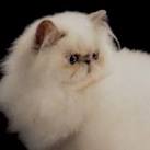 Lilac Persian Kittens - Lilac Persian Cats - Lilac ...