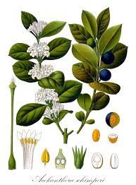 Image result for Ancylobothrys scandens