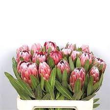 Protea Pink Ice Are Perfect Wedding Centerpieces As They Create A Natural Statement Also Great Flower Arrangements Simple Wholesale Flowers Flowers Delivered