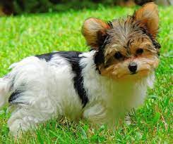 The dogs were dubbed bouledogue francais. Gertie The Yorkie Mix Yorkie Mix Yorkie Puppies
