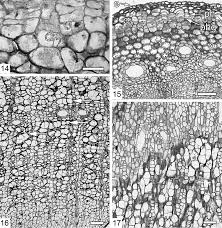 Image result for Steganotaenia hockii