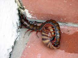 These eat everything from insects to birds! Amazonian Giant Centipede Encyclopedia Of Life