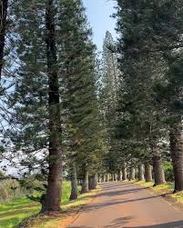Image result for Araucaria columnaris