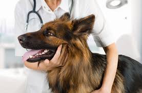 This is easily controlled with puppy pads, which. Euthanasia And Hospice Care Veterinarian In Stephenville Tx River North Small Animal Hospital