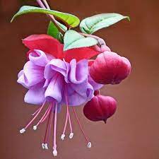 Pin On Botanical