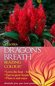 Celosia Dragons Breath Advert Dragons Breath Dragons Breath Plant Garden Plants Vegetable