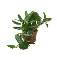 Image result for Selago albomarginata