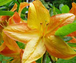 Mandarin Lights Azalea Flower Essences Flower Remedies Tree Frog Farm