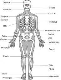 The Human Skeletal System Human Skeletal System Skeletal And Muscular System Skeletal System