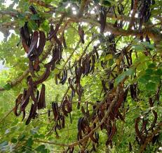 40+ vectors, stock photos & psd files. How To Grow Carob Tree Care And Growing Carob