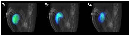 The Collective Movement Of Nanorobots Observed In Vivo