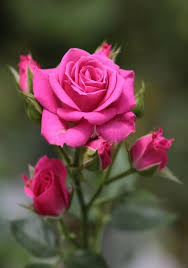 Nuestros ramos de rosas están pensados para enamorar y hacer de un día normal un día inolvidable. Rosa Rosa Rosas Roxas Rosas Vermelhas Bela Rosa