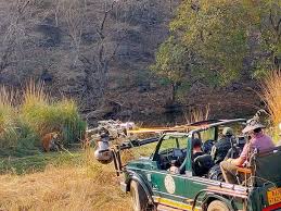 Mobile phones are banned during the safari in Ranthambore National  Park....📱