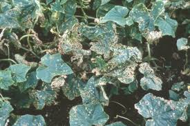 Water regularly and increase humidity by damping down the greenhouse floor. Wsu Vegetable Pathology Program