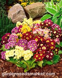 Image result for Primula x pubescens