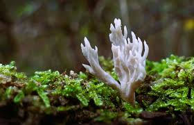 Image result for Clavulina cinerea