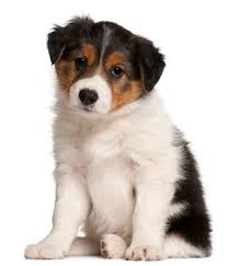 find out your puppys adult weight puppy chart