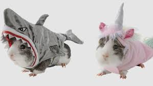 Since january 1, 2003, california pet stores have been required by law to provide care sheets with the purchase of each animal. Petsmart Is Selling Guinea Pig Costumes For Halloween Mental Floss