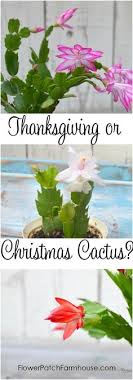 Unlike other cacti, the christmas cactus (schlumbergera x buckleyi) and its relatives don't live in hot, arid environments such as deserts or plains. 100 Holiday Cactus Plants Ideas Holiday Cactus Cactus Plants Cactus