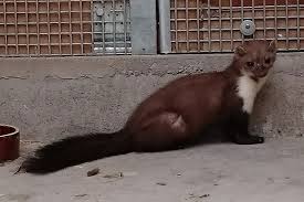 Image result for kuna lesní obrázky