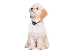 Choose an appropriate collar width for your puppy. Cockapoo Breed Guide Pitpat