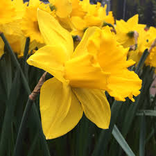 Daffodil Marieke Top Size Bulbs