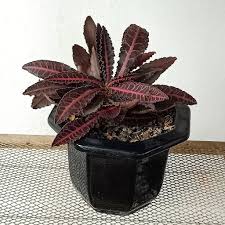 Image result for Euphorbia rubriflora