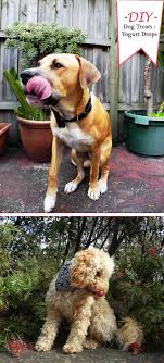 To learn why, follow along as dr. Diy Dog Treats Yogurt Drop Recipe Dog Treat Toys Diy Dog Stuff Diy Dog Treats