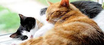 Schließen sie, wenn nötig, schränke oder kammern ab. Wohnungskatze Allein Halten Ja Oder Nein Tierisch Wohnen